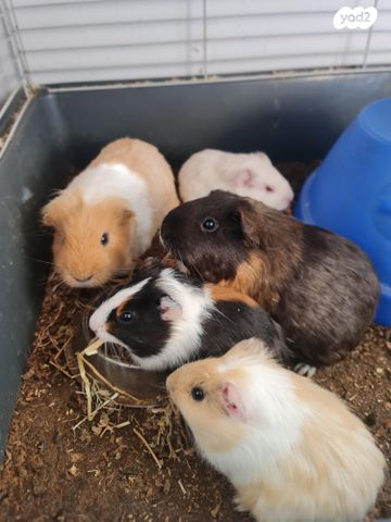 תמונת מודעה - חיות מחמד