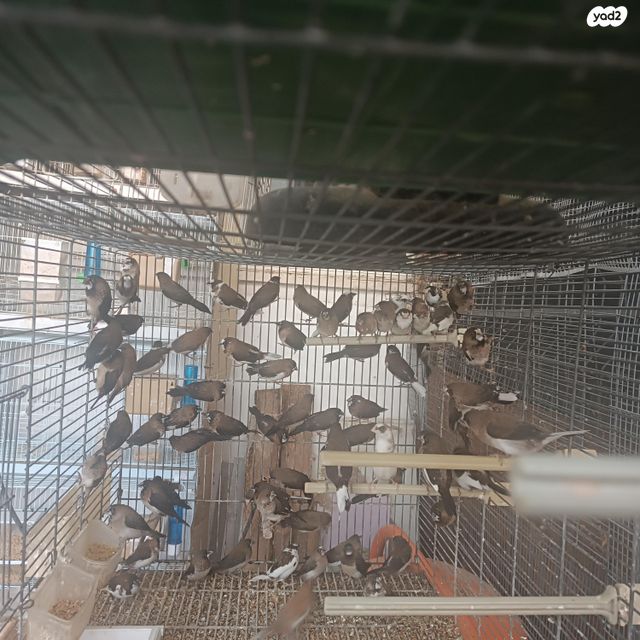 תמונת מודעה - חיות מחמד