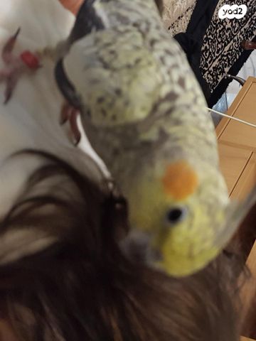 תמונת מודעה - חיות מחמד