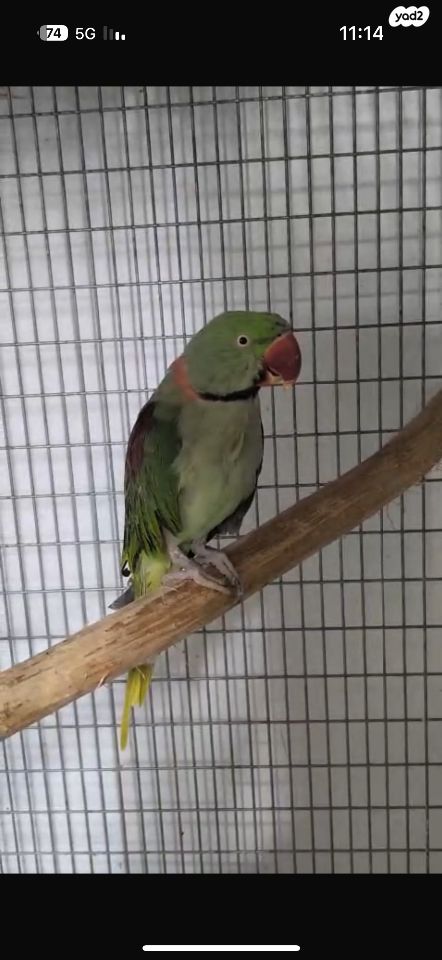 תמונת מודעה - חיות מחמד