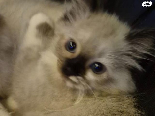 תמונת מודעה - חיות מחמד