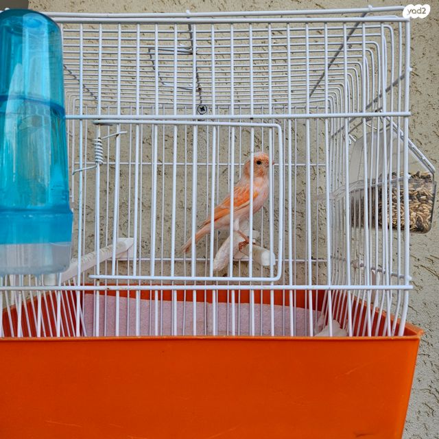 תמונת מודעה - חיות מחמד