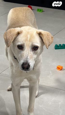 תמונת מודעה - חיות מחמד