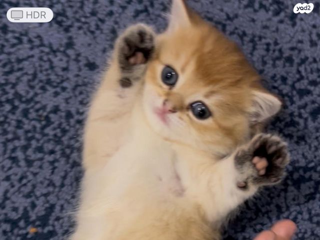 תמונת מודעה - חיות מחמד