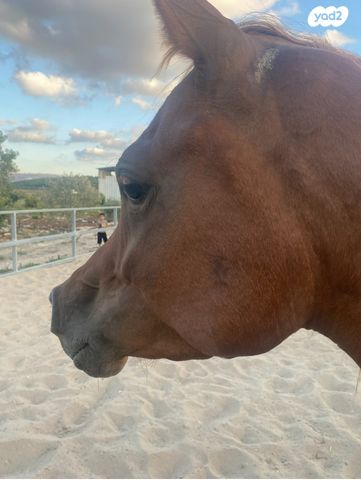 תמונת מודעה - חיות מחמד