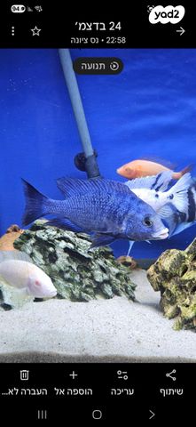 תמונת מודעה - חיות מחמד