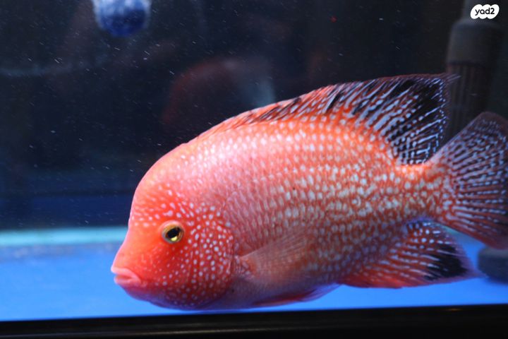 תמונת מודעה - חיות מחמד