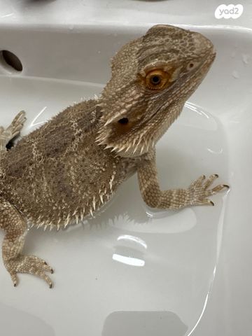 תמונת מודעה - חיות מחמד