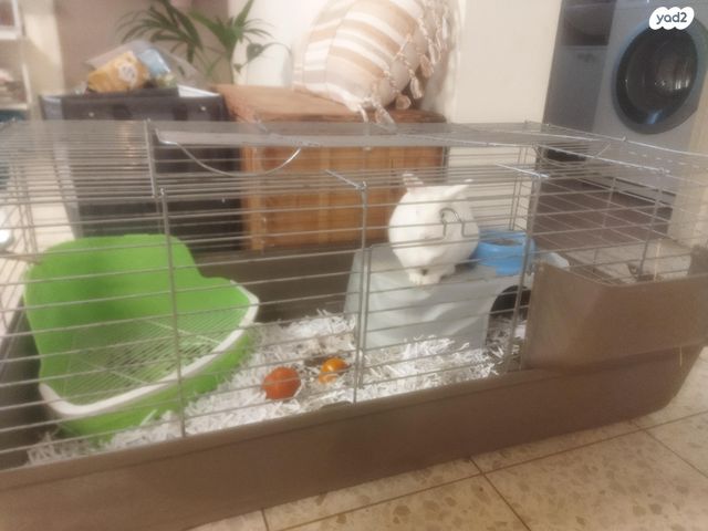 תמונת מודעה - חיות מחמד