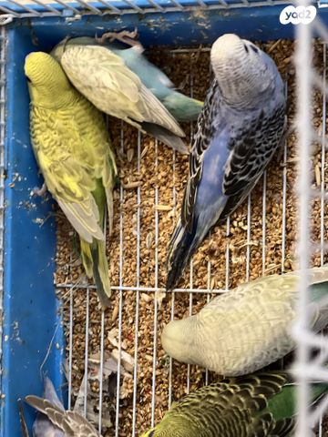 תמונת מודעה - חיות מחמד