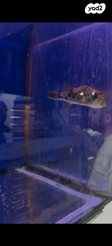 דג דגים טרופיים