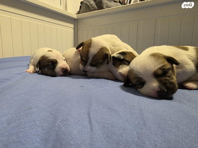 כלב ג'ק ראסל טרייר