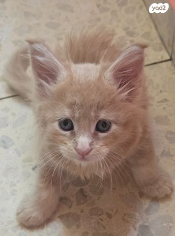 חתול מיין קון