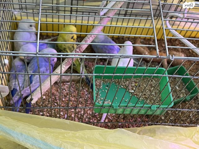 תמונת מודעה - חיות מחמד