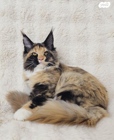 חתול מיין קון