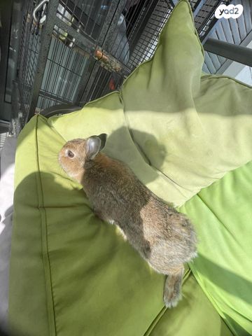 מכרסם ארנב ננסי