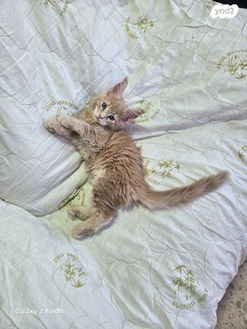 חתול מיין קון