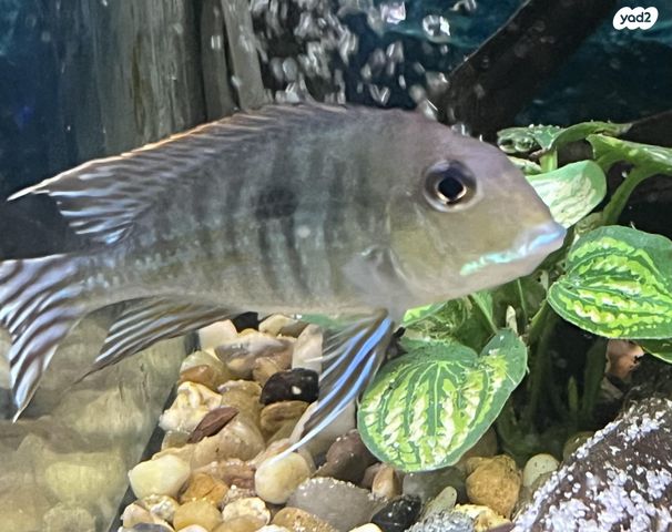 דג ציקלידים