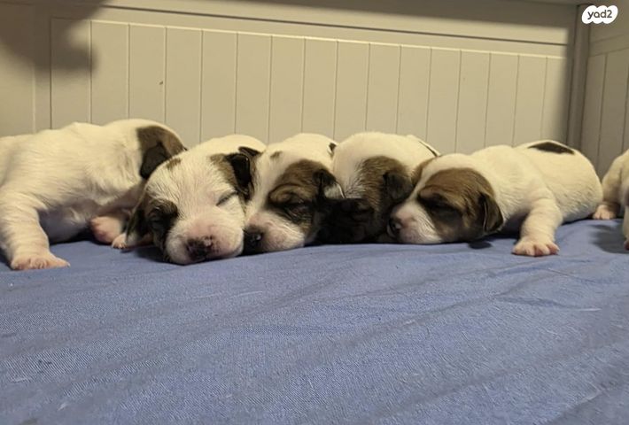 כלב ג'ק ראסל טרייר