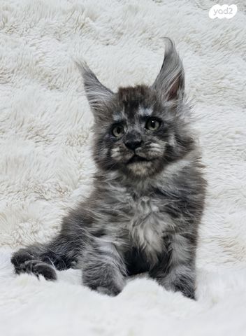 חתול מיין קון