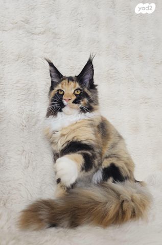 חתול מיין קון