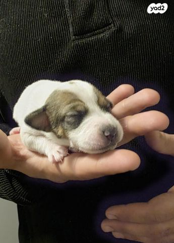 כלב ג'ק ראסל טרייר