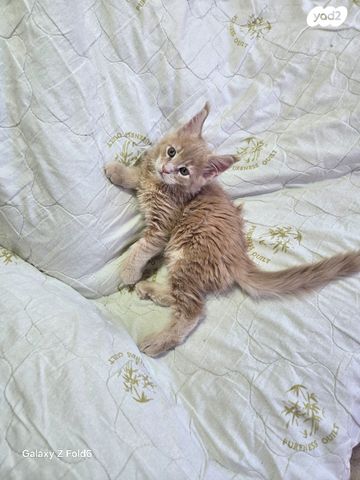 חתול מיין קון