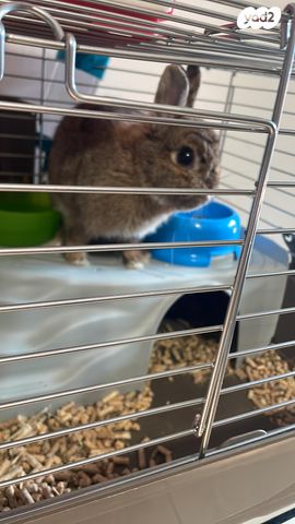 מכרסם ארנב ננסי