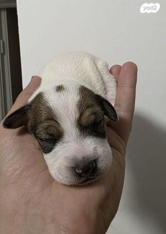 כלב ג'ק ראסל טרייר