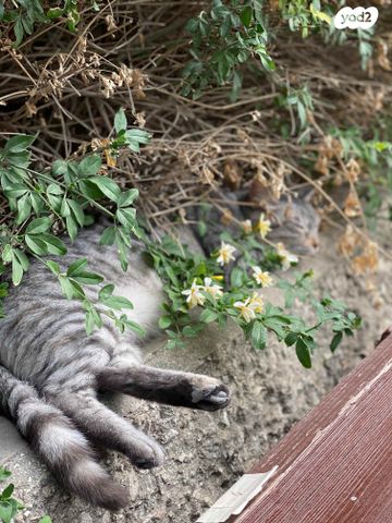 דירה, דרך אריאל שרון 25, שלום, נצרת עילית / נוף הגליל