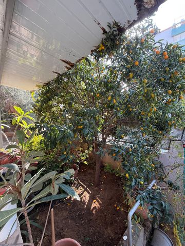 דירת גן, סוקרטס 6, נווה גולן, יפו ג', תל אביב יפו