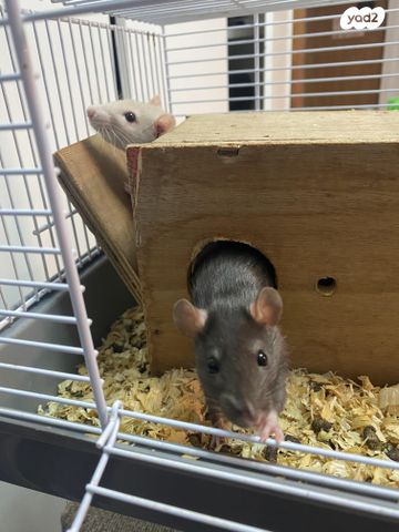 מכרסם חולדה