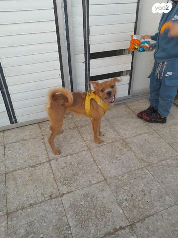 תמונת מודעה - חיות מחמד