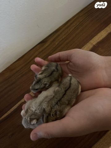 תמונת מודעה - חיות מחמד