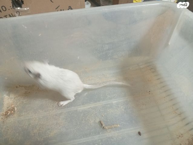 תמונת מודעה - חיות מחמד