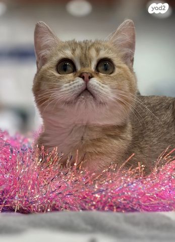 תמונת מודעה - חיות מחמד