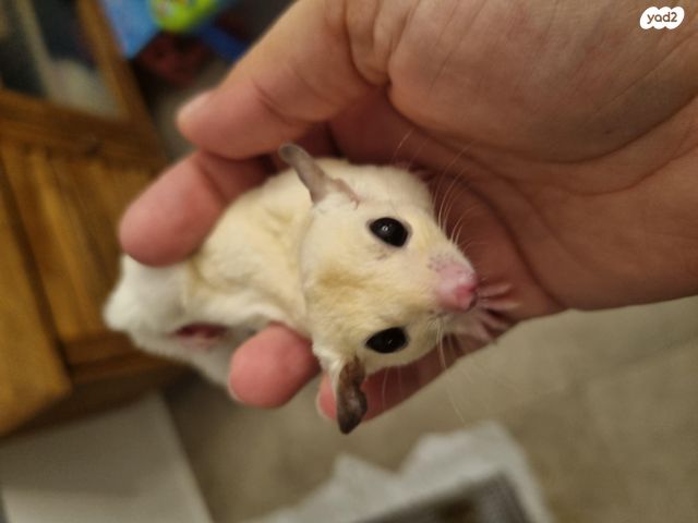 תמונת מודעה - חיות מחמד