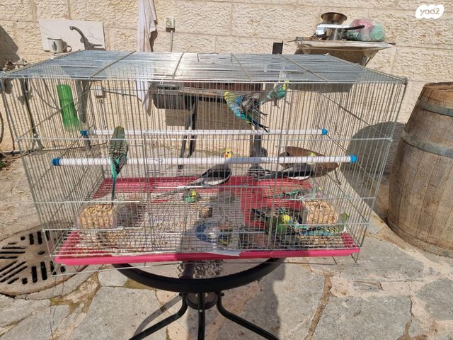 תמונת מודעה - חיות מחמד