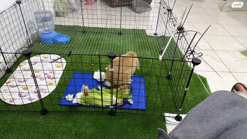 תמונת מודעה - חיות מחמד