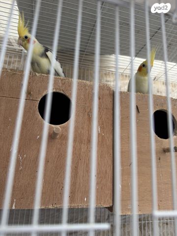 תמונת מודעה - חיות מחמד