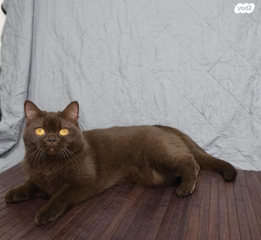 תמונת מודעה - חיות מחמד