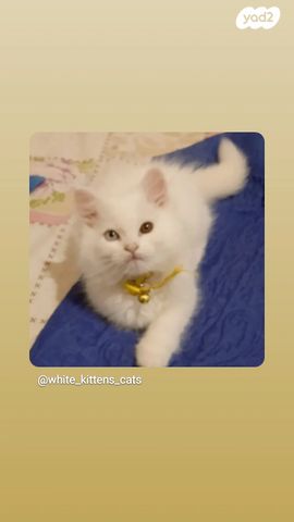 תמונת מודעה - חיות מחמד