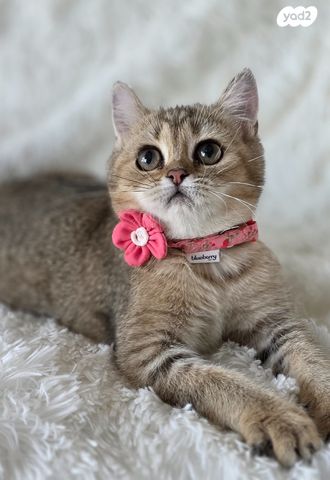 תמונת מודעה - חיות מחמד