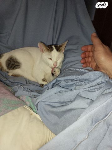 תמונת מודעה - חיות מחמד