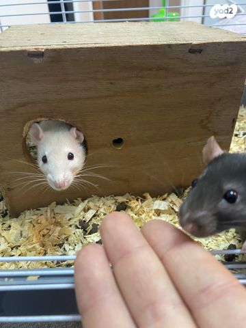 תמונת מודעה - חיות מחמד