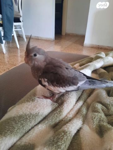 תמונת מודעה - חיות מחמד