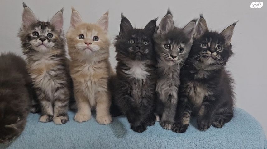 תמונת מודעה - חיות מחמד