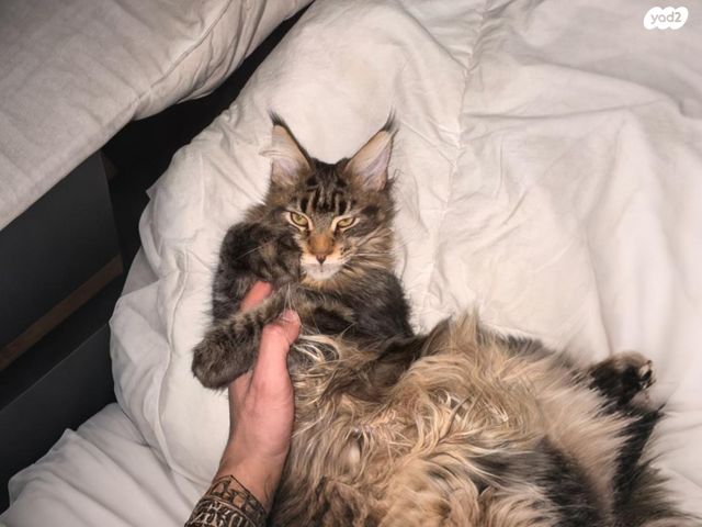 תמונת מודעה - חיות מחמד