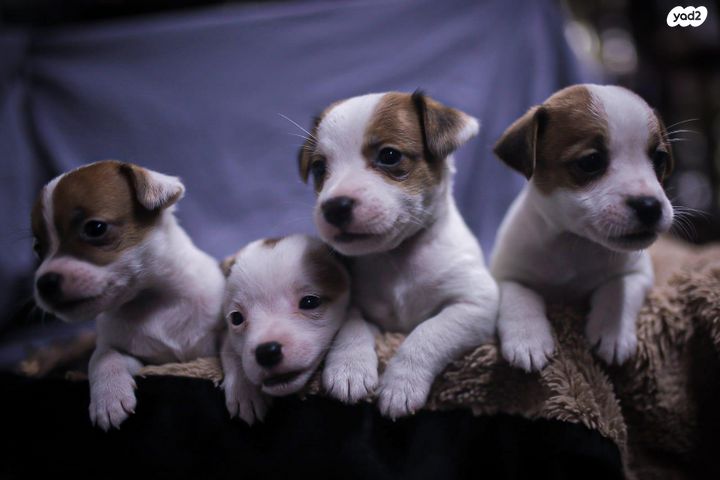 תמונת מודעה - חיות מחמד