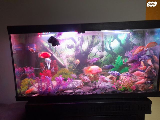 תמונת מודעה - חיות מחמד